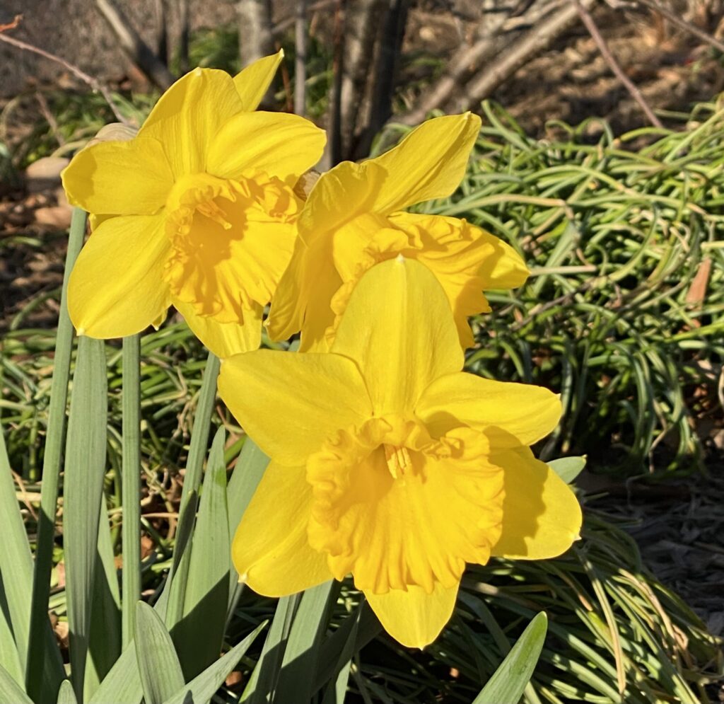 daffodils