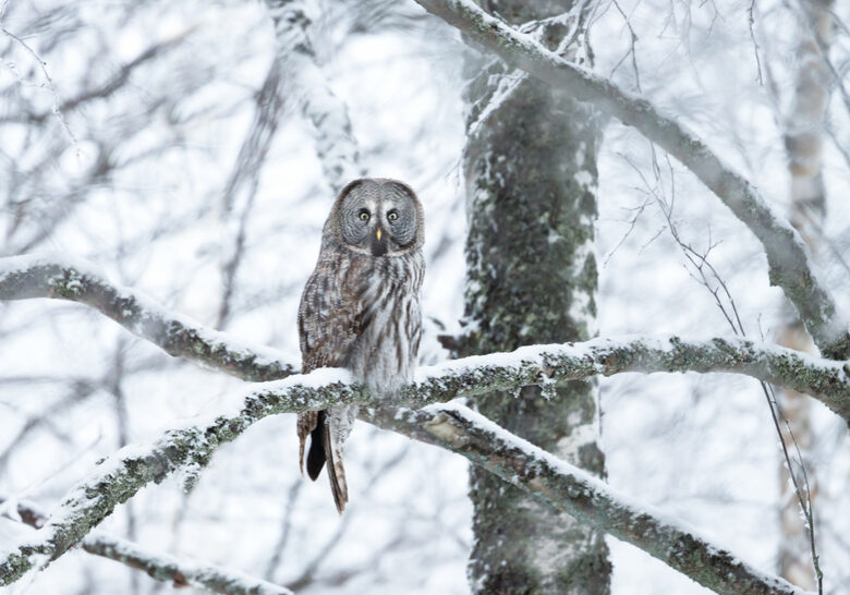 Photo 138917902 | Owl Snowy © Dalia Kvedaraite | Dreamstime.com