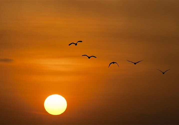 freedom